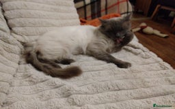 British Longhair cats for sale: BRITISH LONGHAIR/RAGDOLL/MAINE COON FOR SALE - Image 7