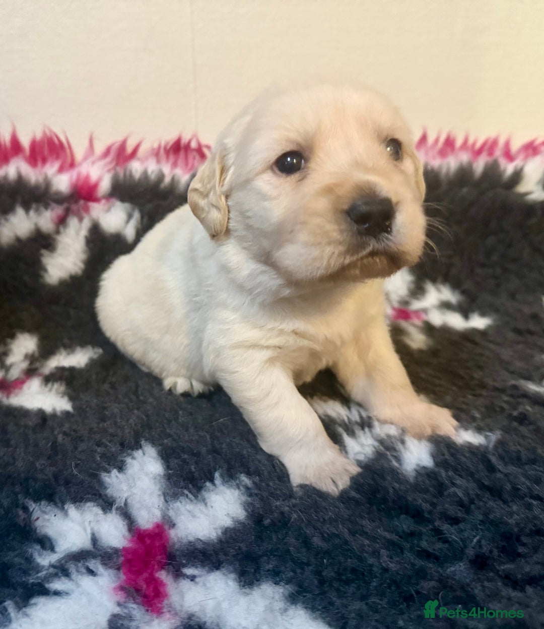Goldador dogs for sale: 10x Family reared gorgeous Goldador Puppies - Image 5