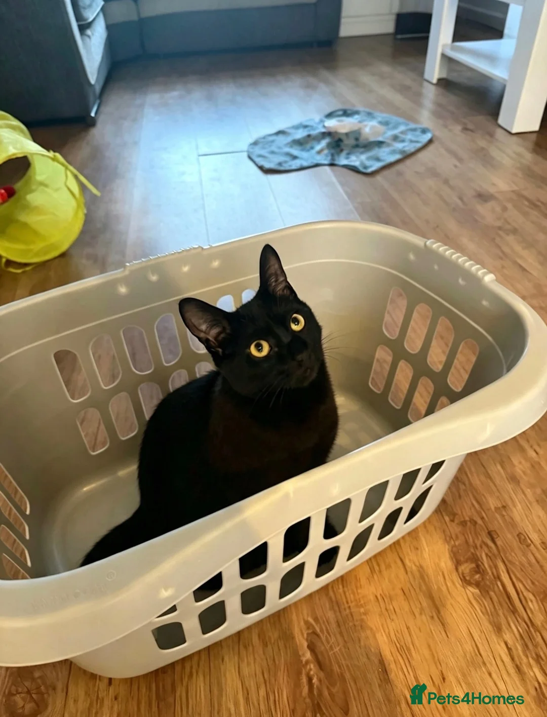 Domestic Shorthair cats for sale: 🐱 Loving kitten Looking for a New Home 🏡 in Dagenham - Advert 2