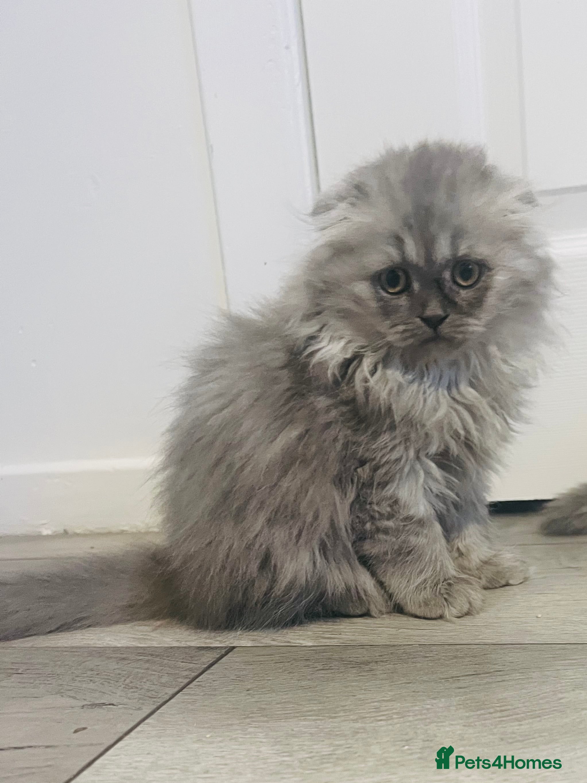 Scottish Fold cats Lovley Scottish fold and straight kittens  - Advert 13