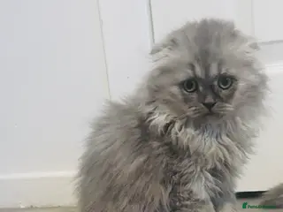 Scottish Fold cats Lovley Scottish fold and straight kittens - Advert 13