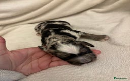 Cocker Spaniel dogs for sale: Cocker Spaniel Pups Seeking Forever Homes!💖 - Image 17