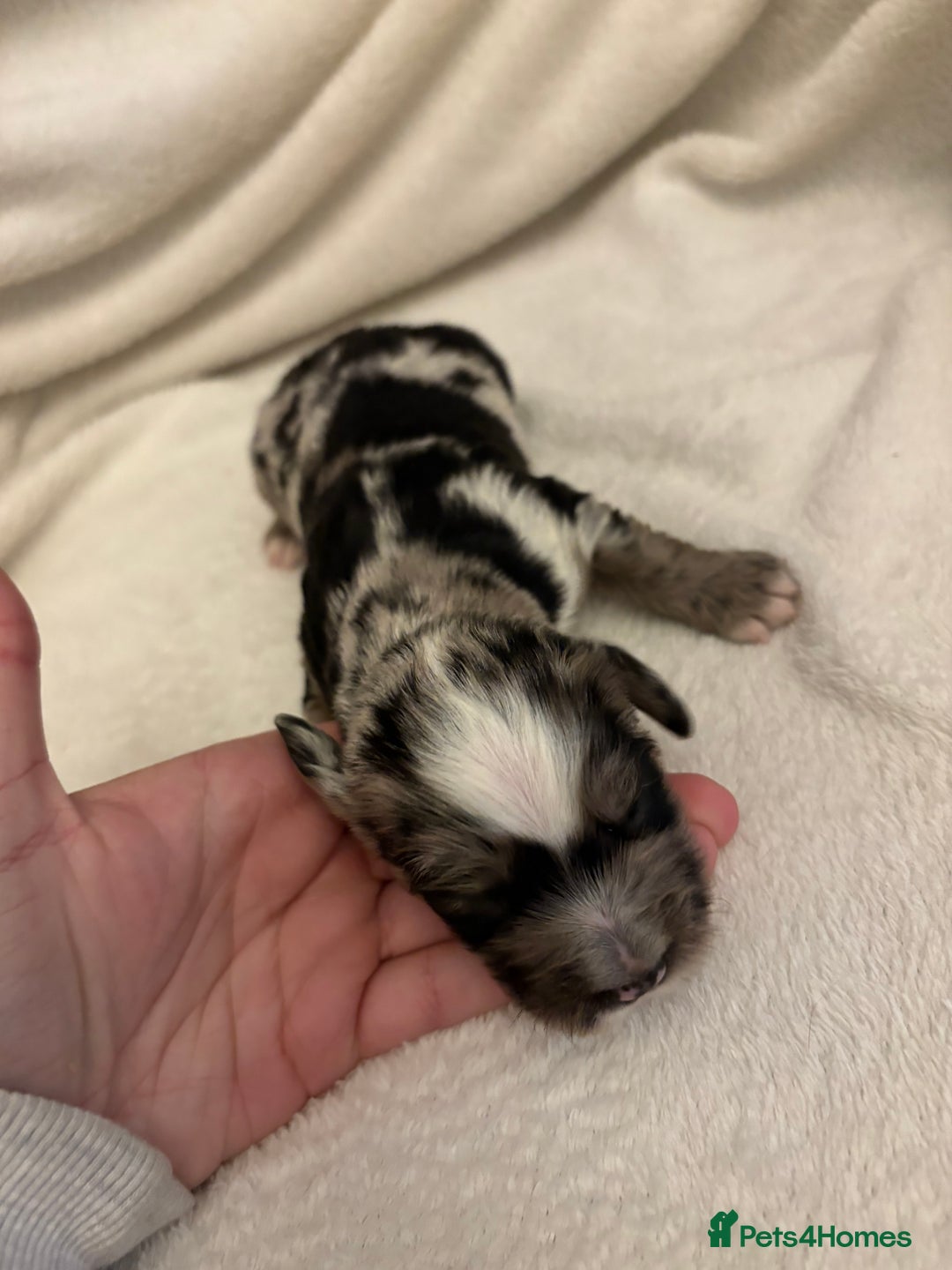 Cocker Spaniel dogs for sale: Cocker Spaniel Pups Seeking Forever Homes!💖 - Image 17