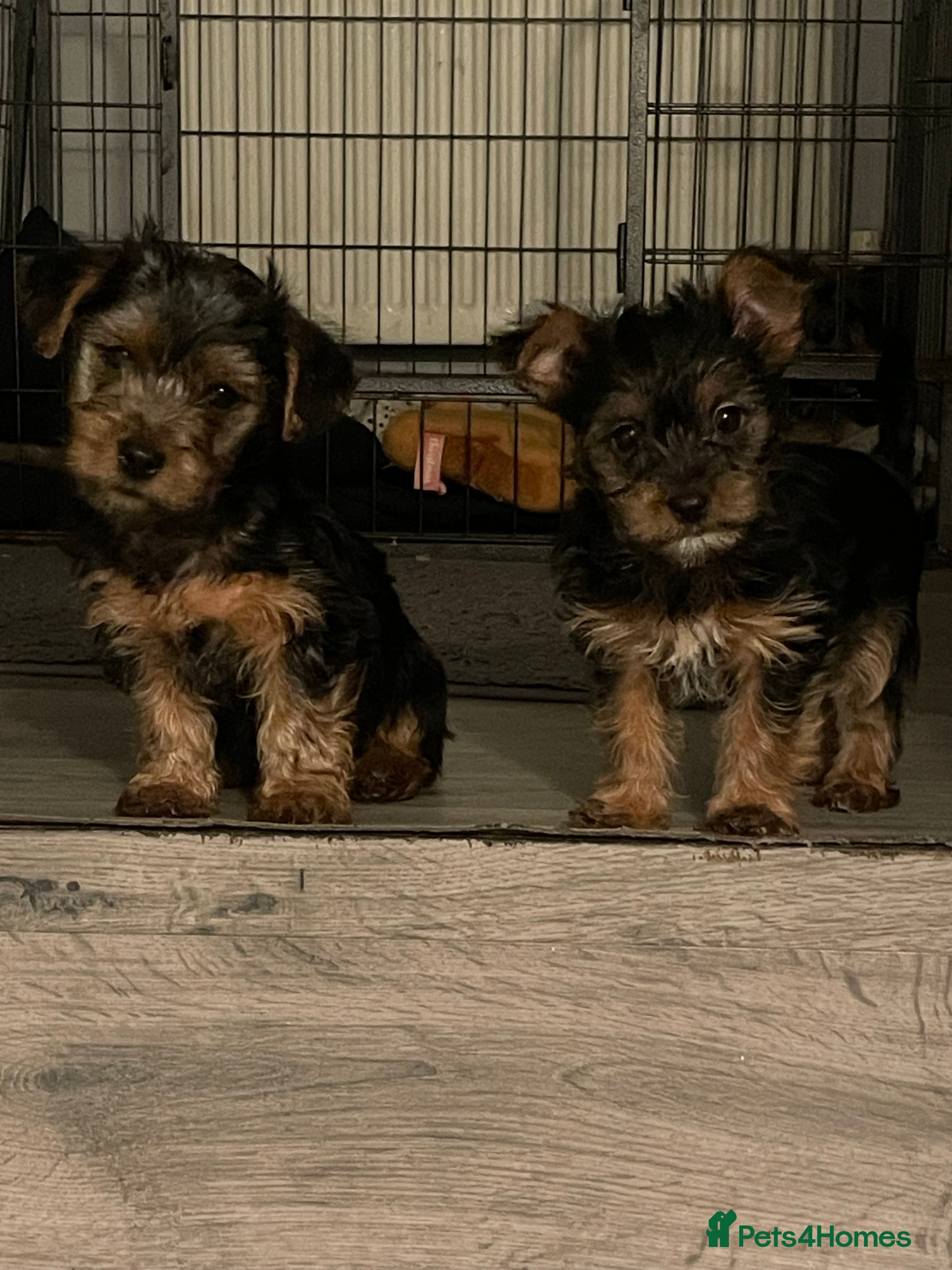Yorkshire Terrier dogs 1 boy left  - Advert 15