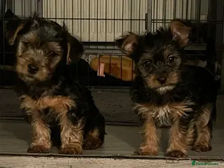 Yorkshire Terrier dogs 1 boy left - Advert 15