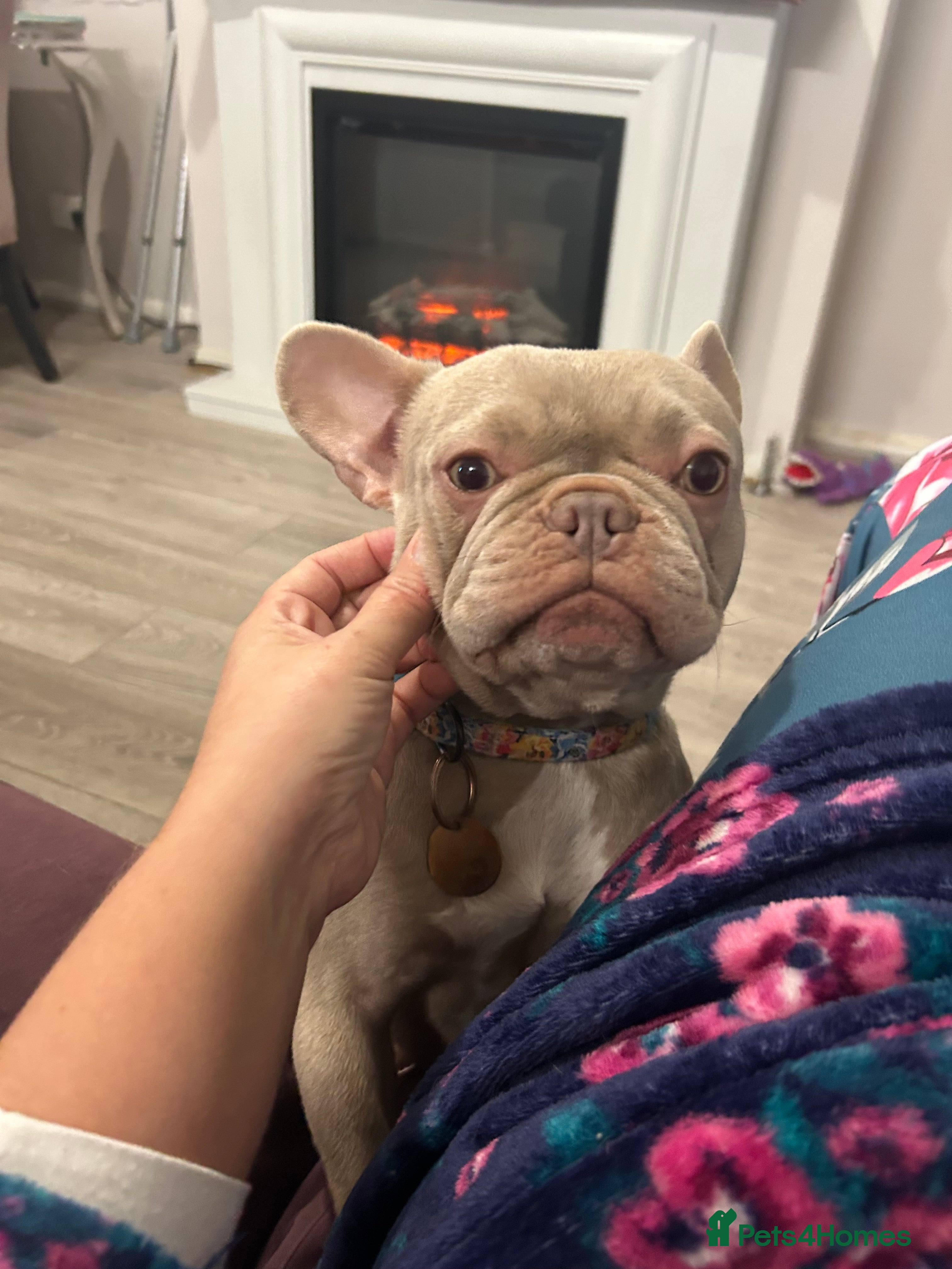French Bulldog dogs Kc reg , PRADA tiny new shade Isabella frenchie  - Advert 1