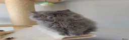 British Longhair cats for sale: ✨️Ready Now | FREE DELIVERY 🚗 - Advert 6