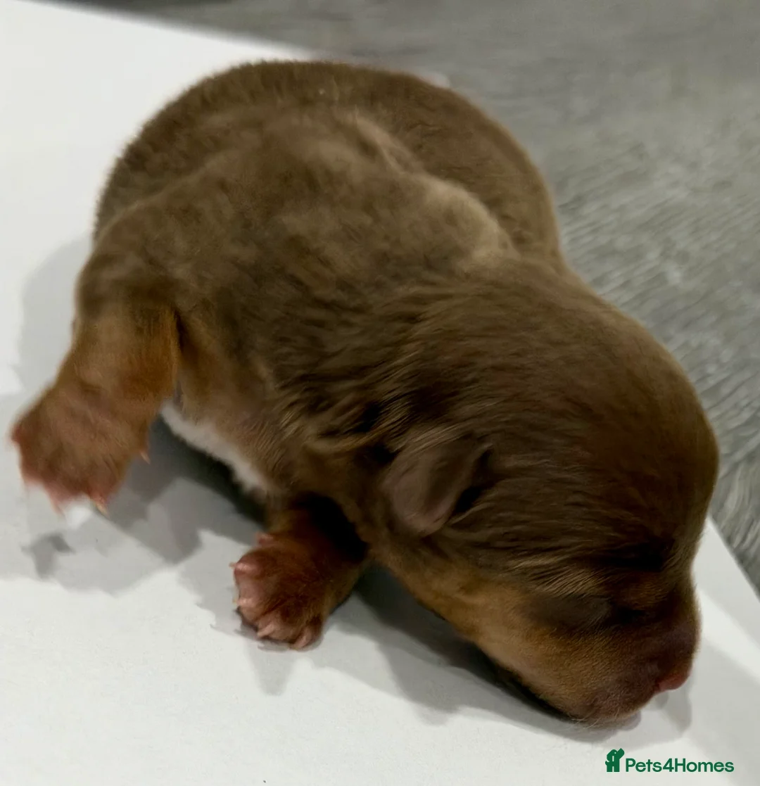 Jack Russell dogs for sale: Jack Russell Puppies – Chocolate, Blue & Lilac - Advert 12