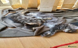 Mixed Breed cats for sale: 4 flufball looking for new home - Image 7
