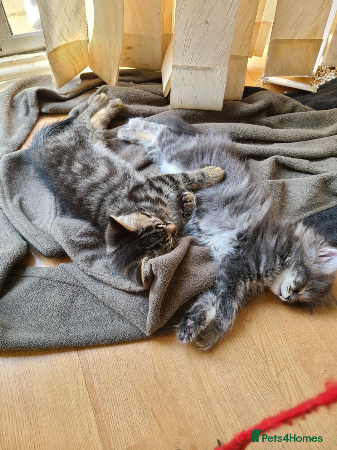 Mixed Breed cats for sale: 4 flufball looking for new home - Image 7