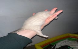Bengal cats for sale: Stunning Bengal kittens - Image 6
