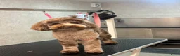 Cockapoo dogs for sale: STUNNING TOY COCKAPOOS  in Withernsea - Advert 7
