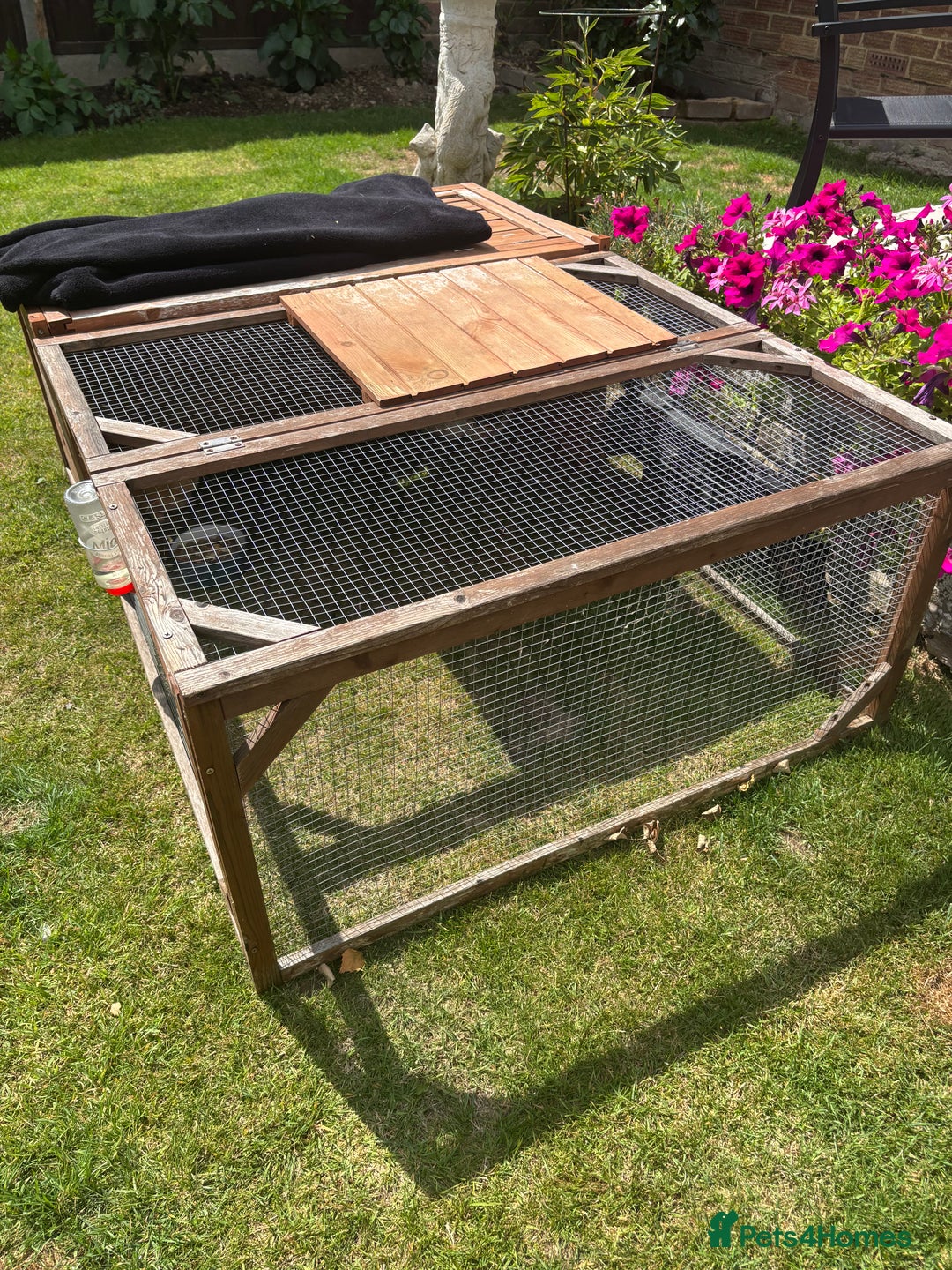 Guinea Pig rodents for sale: Tom/Jerry - Image 3