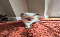 Ragdoll cats for sale: Ragdoll Kittens  - Image 14