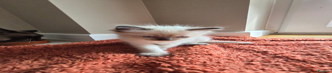 Ragdoll Kitten 2