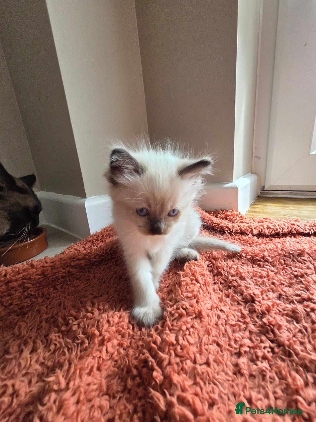 Ragdoll cats for sale: Ragdoll Kittens  - Image 14