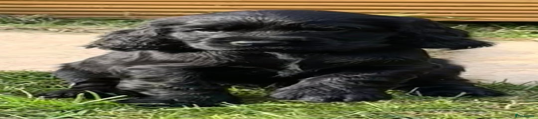 Sprocker Puppy 2