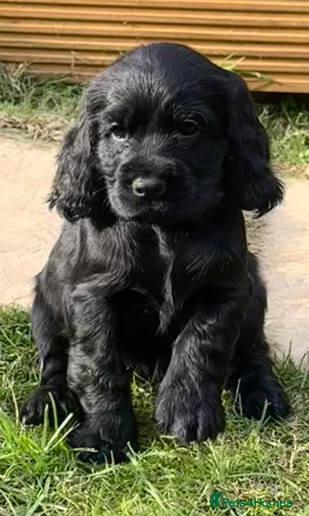 Sprocker dogs for sale: Cocker spaniel pups  - Image 10