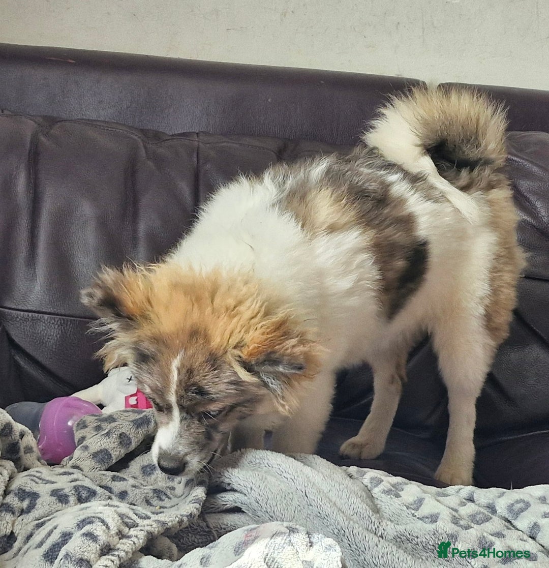 Pomsky dogs for sale: Pomsky merle bitch  - Image 1