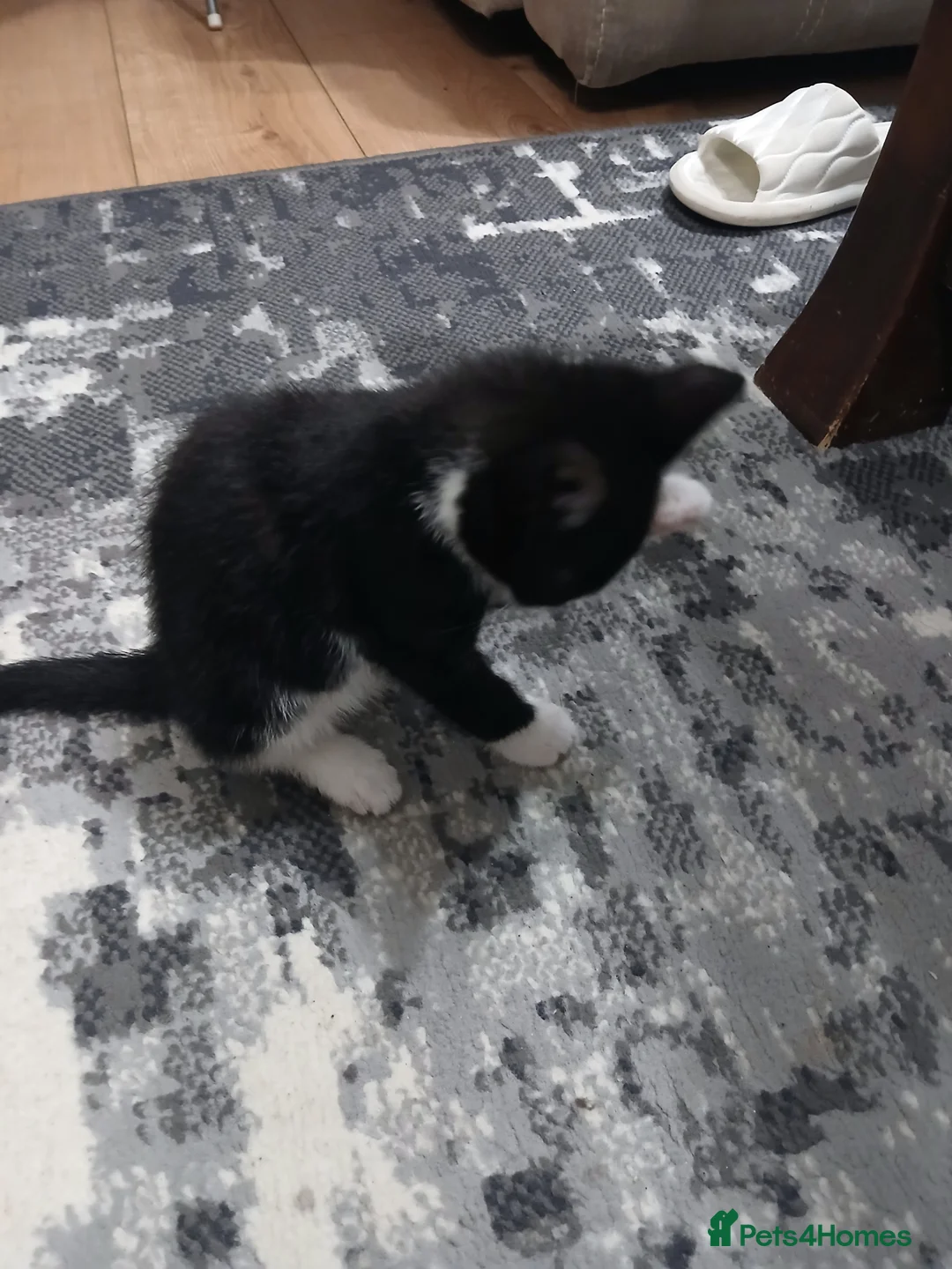 Mixed Breed cats for sale: 4 cute kittens for sale - Advert 4