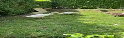 Ducks poultry for sale: Indian runner duck/ females  - Advert 4