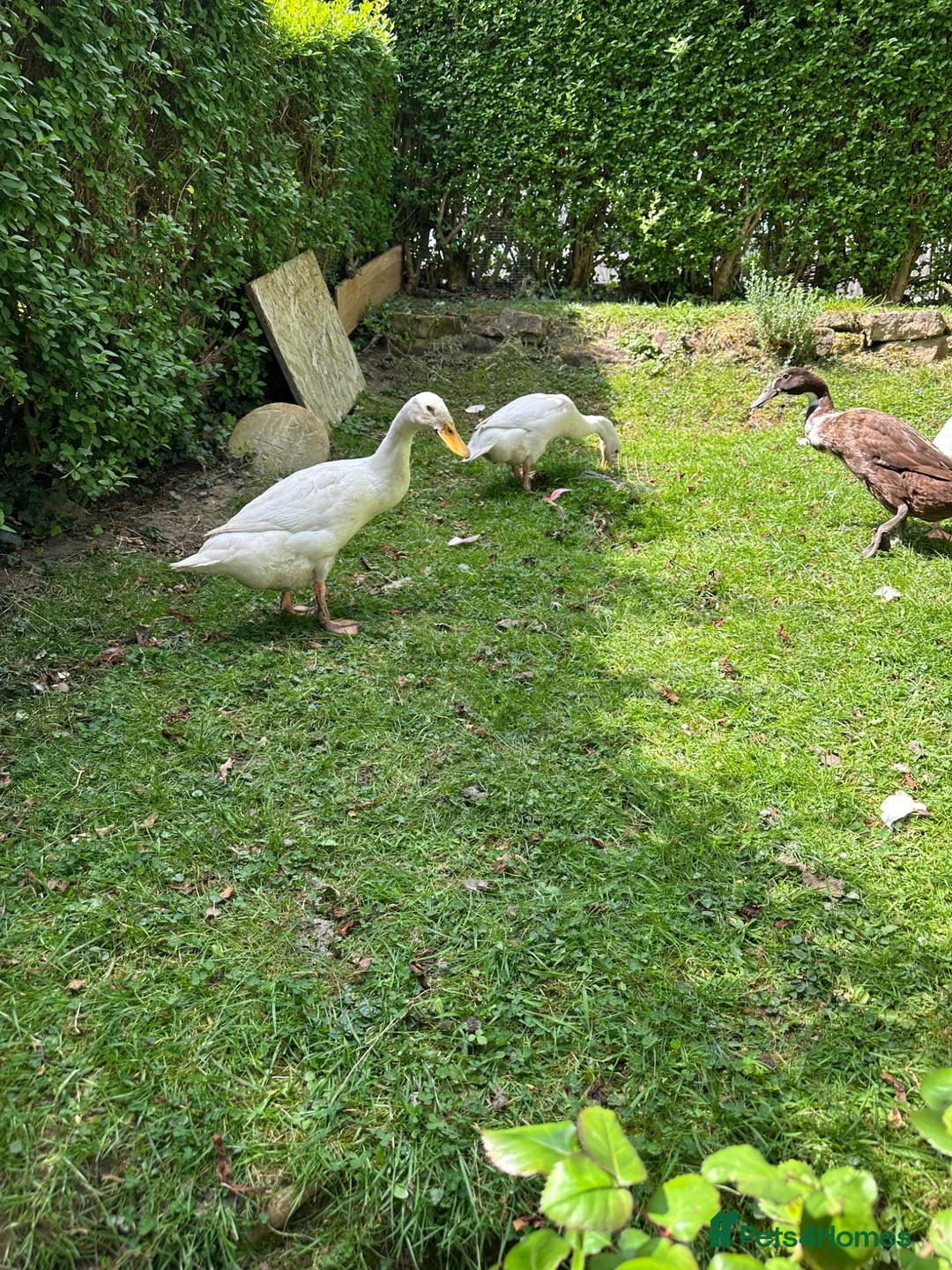 Ducks poultry for sale: Indian runner duck/ females  - Advert 4