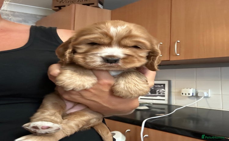 Cocker Spaniel dogs - Advert 15