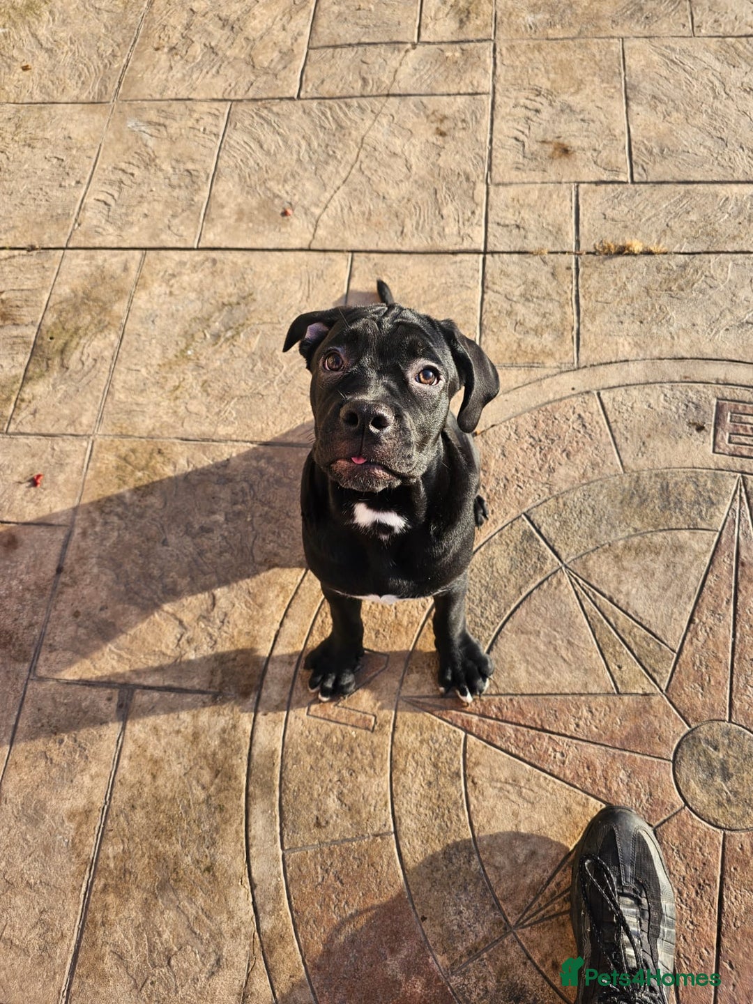 Cane Corso dogs for sale: Last remaining girl cane corso - Advert 9