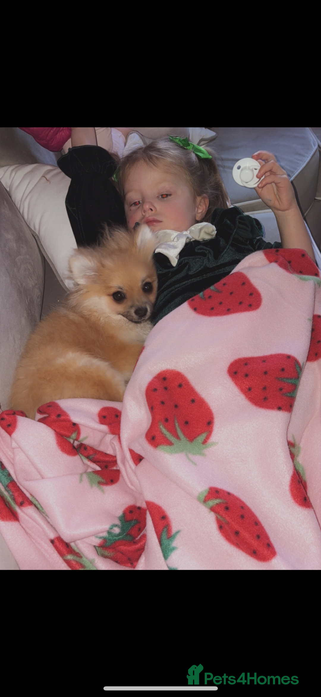 Pomeranian dogs for sale: Lucià - Advert 5