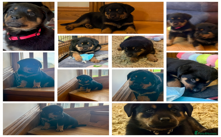 Rottweiler dogs Stunning chunky big boned Rottweiler puppies - Advert 11