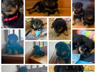Rottweiler dogs Stunning chunky big boned Rottweiler puppies - Advert 5