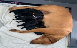 Labrador Retriever dogs for sale: 5* breeder🐾beautiful glossy black puppies ❤️  - Image 12
