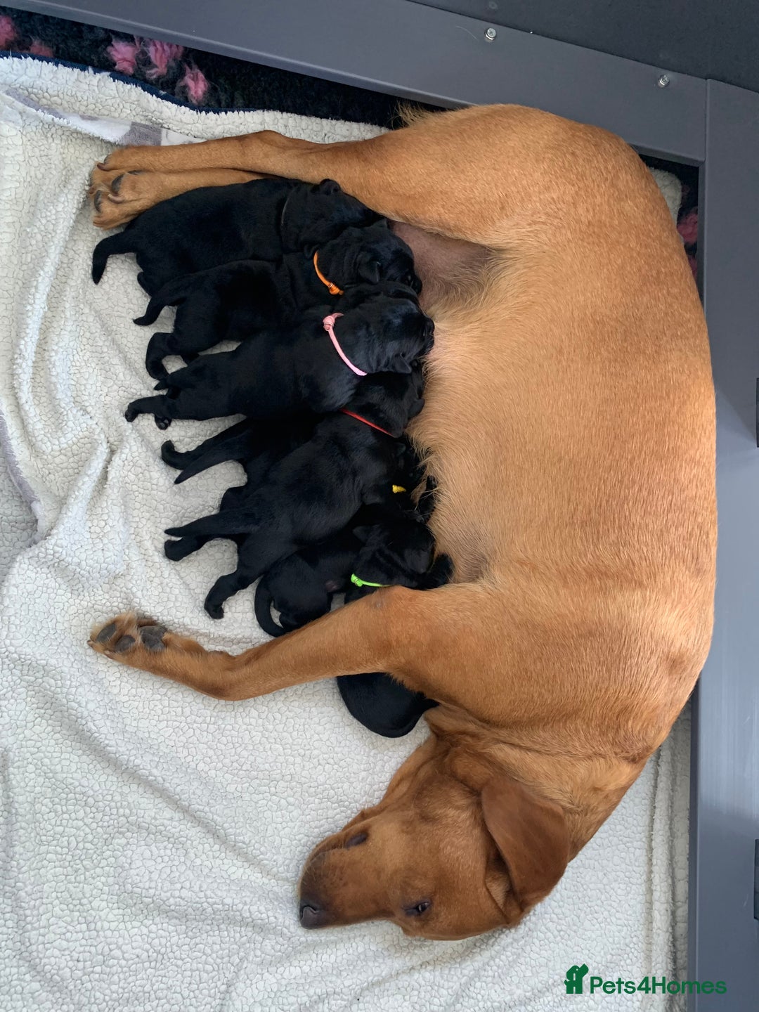 Labrador Retriever dogs for sale: 5* breeder🐾beautiful glossy black puppies ❤️  - Image 12
