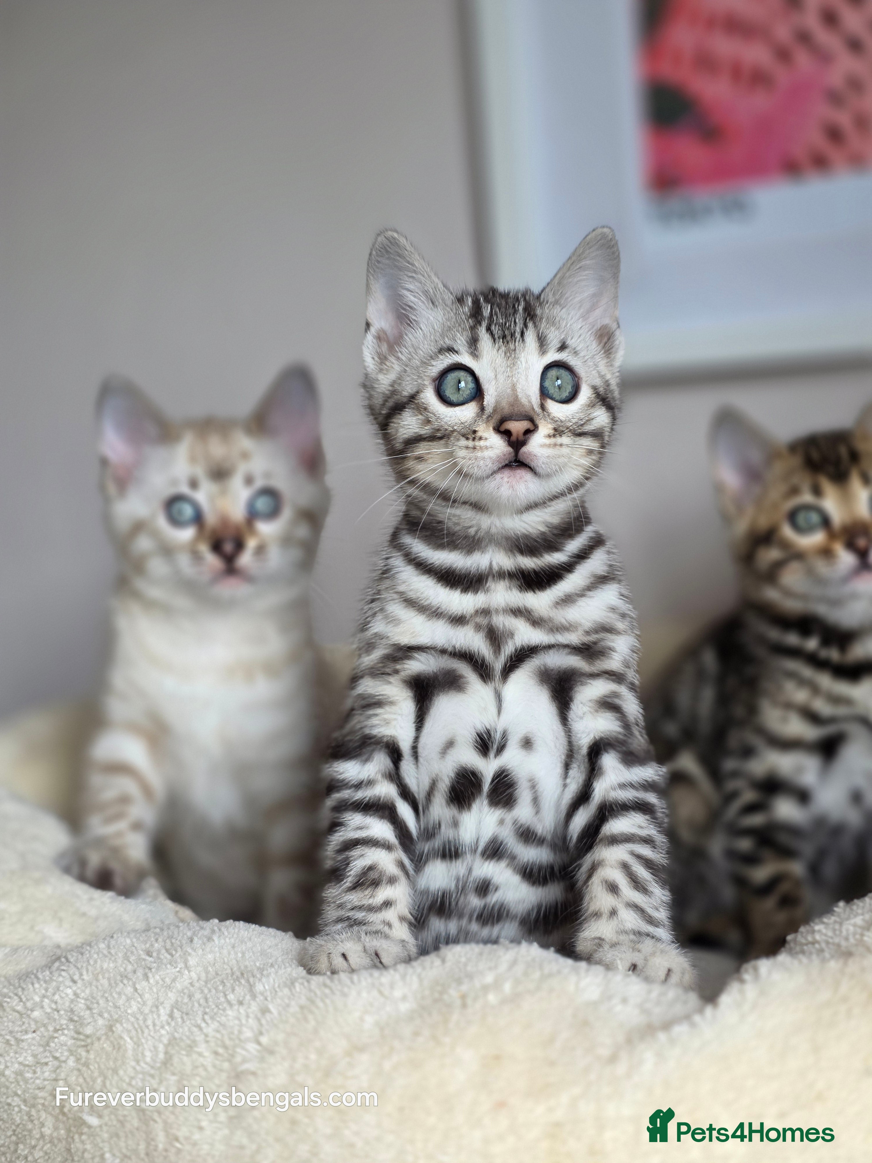 Bengal cats Gorgeous Rosetted Bengal Kittens  - Advert 1