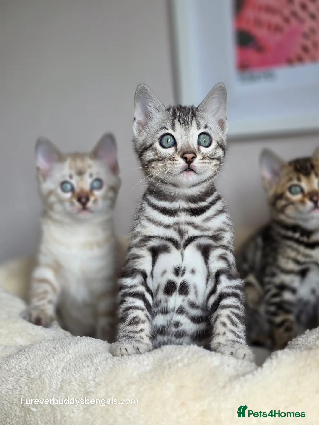 Bengal cats for sale: Gorgeous Rosetted Bengal Kittens  in Congleton - Advert 1