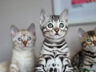 Bengal cats Gorgeous Rosetted Bengal Kittens - Advert 4