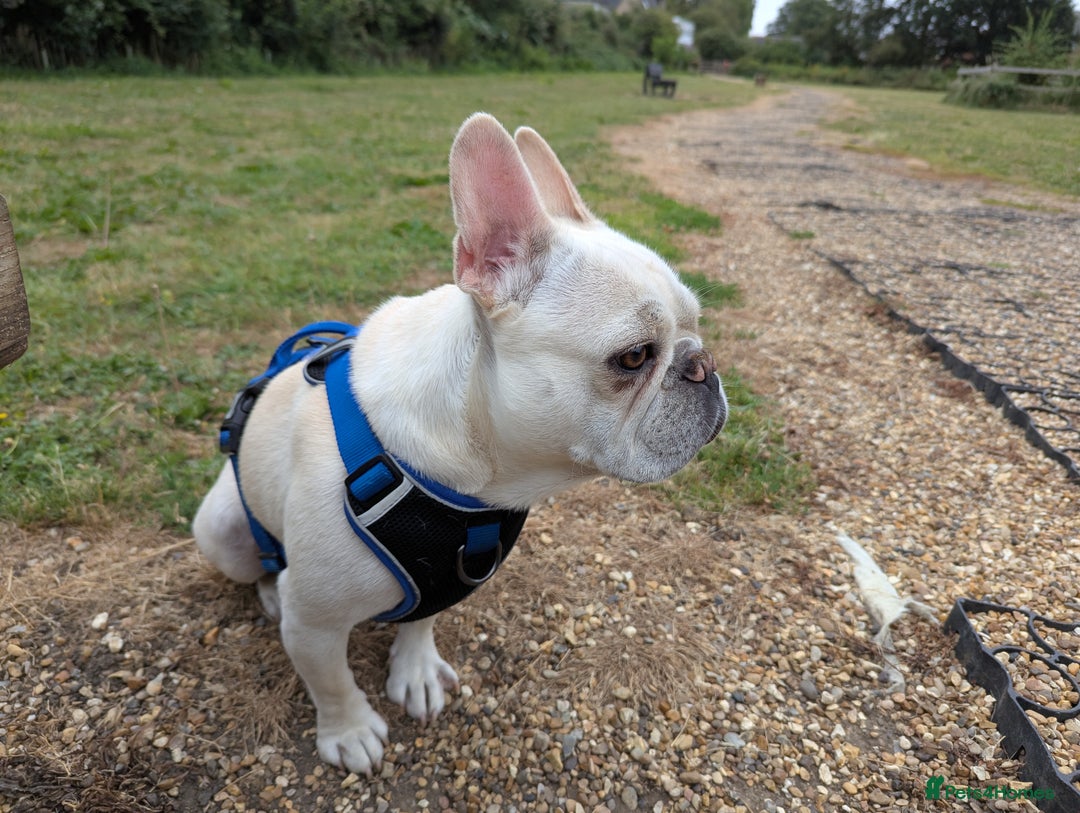 French Bulldog dogs for sale: French Bulldog Home Needed - Image 2