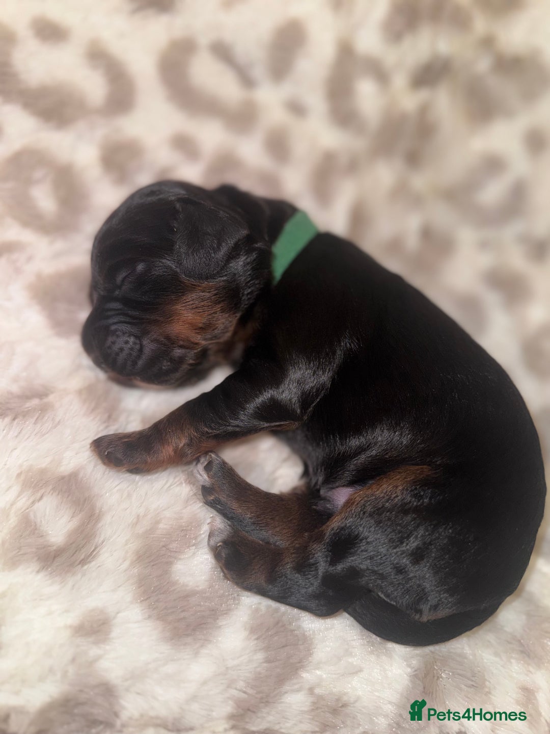 Cocker Spaniel dogs for sale: Health tested KC Registered working cocker Spaniel - Advert 1