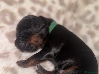 Cocker Spaniel dogs Health tested KC Registered working cocker Spanie - Advert 12