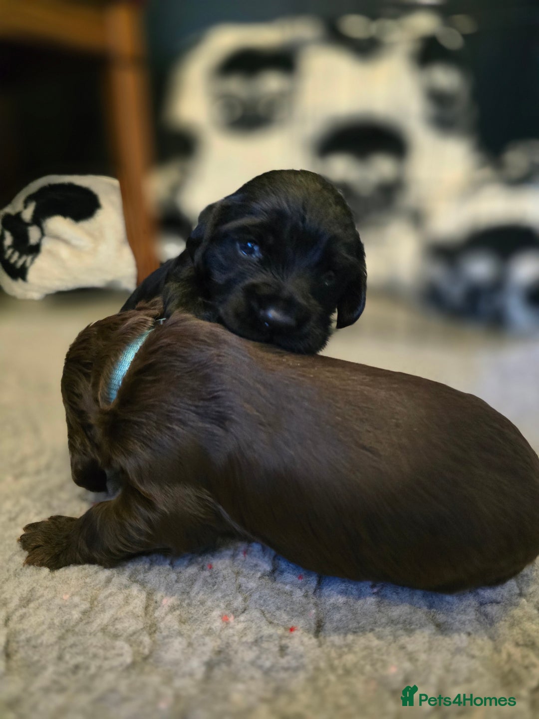 Cocker Spaniel dogs for sale: Cocker spaniel puppies - Image 32