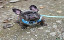 French Bulldog dogs for sale: Male French bulldog  - Image 3