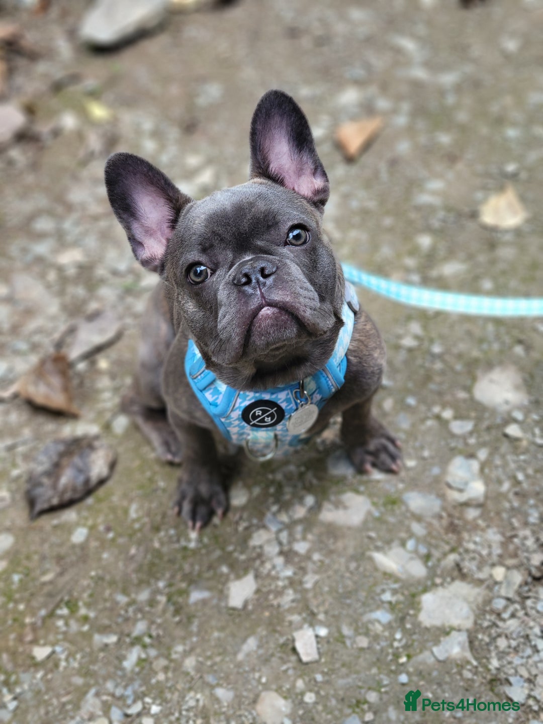 French Bulldog dogs for sale: Male French bulldog  - Image 3