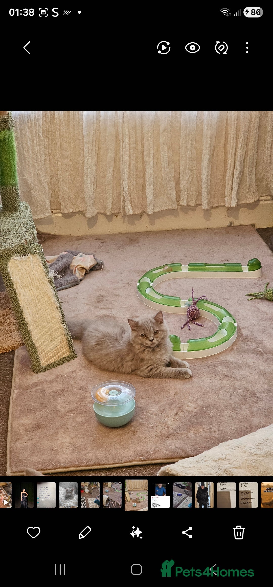 British Shorthair cats for sale: British shorthair and longhair  - Advert 12