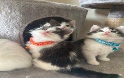 Turkish Angora cats for sale: Turkish Angora/ Ragdoll kittens for SALE !!! - Image 13