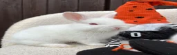 Netherland Dwarf rabbits for sale: gorgeous Netherland dwarf babies. Ruby eyed white  - Advert 13