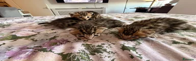 Bengal 2