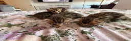 Bengal cats for sale: Beautiful bengal kittens 🐾🐾🐾 - Advert 5