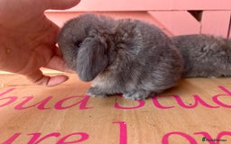 Mini Lop rabbits for sale: Show bloodline Miniature lop baby rabbits  - Image 8