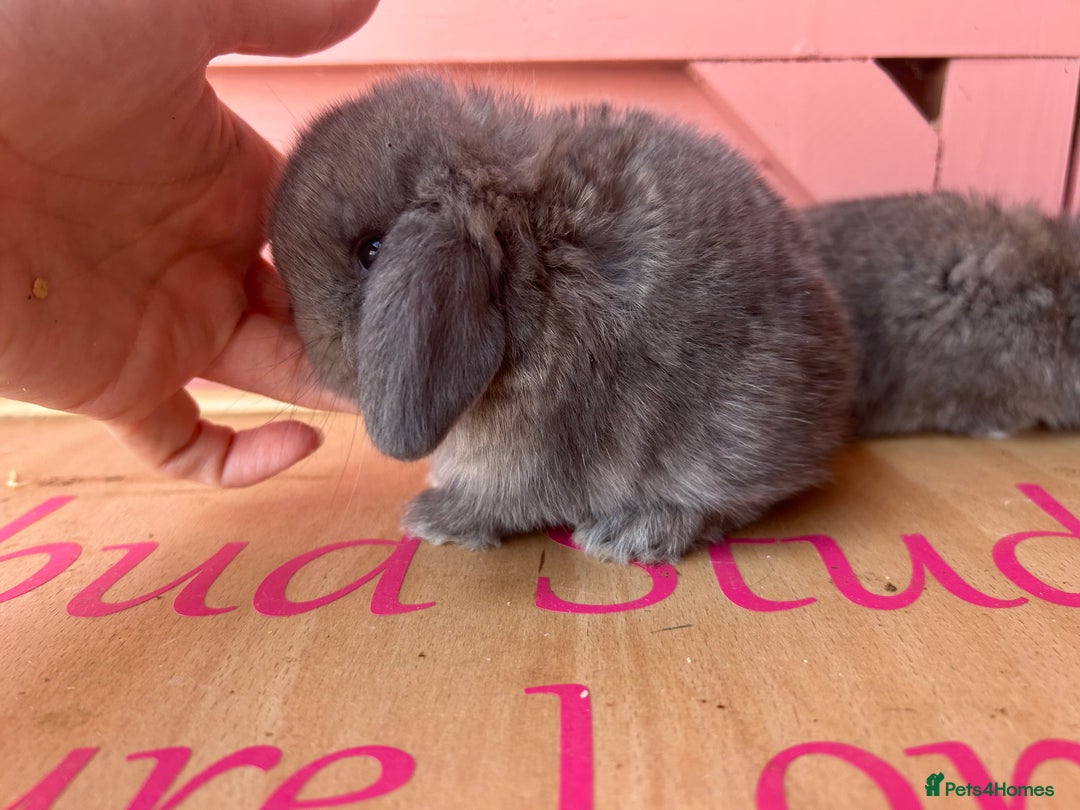 Mini Lop rabbits for sale: Show bloodline Miniature lop baby rabbits  - Image 8