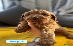 Miniature Poodle dogs for sale: Beautiful red miniature poodle KC Registered  - Image 5